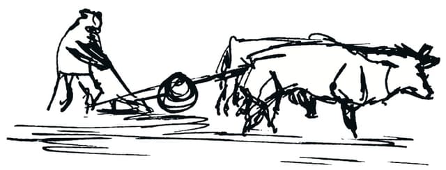 Staunch oxen logo